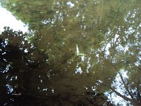 Fischsterben Wipper 1449